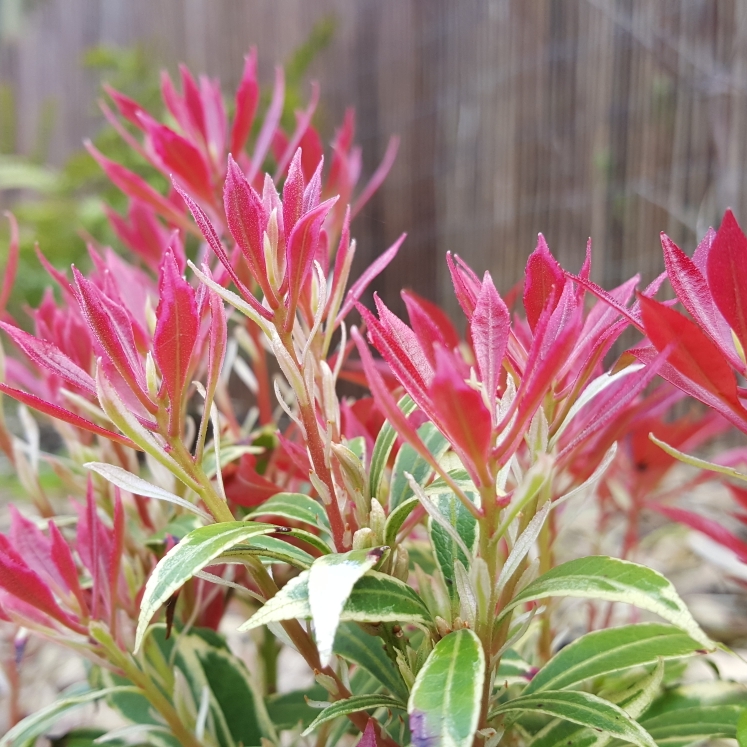 Plant image Pieris japonica 'Carnaval'