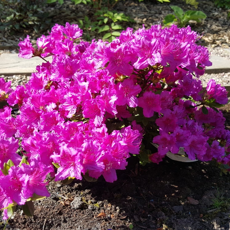 plant image 703890