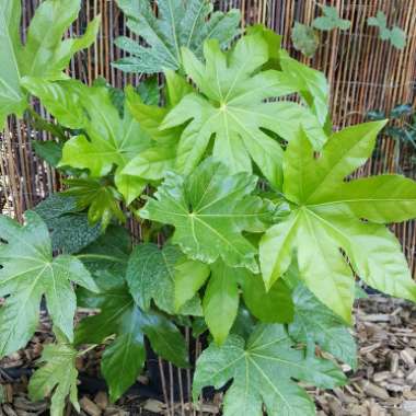 Japanese Aralia
