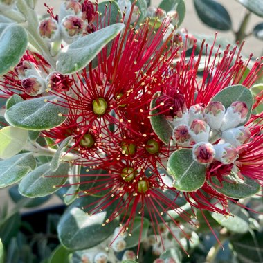 Gianmichele's garden