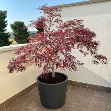 Gianmichele's garden