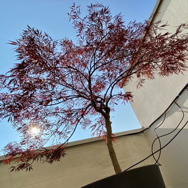Gianmichele's garden