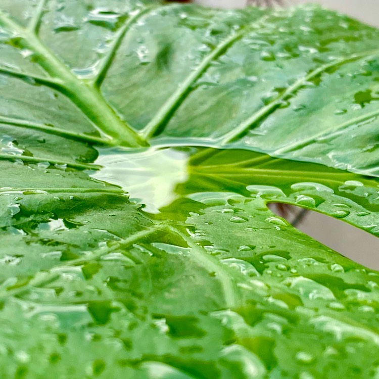 Plant image Kalanchoe Beharensis Oak Leaf