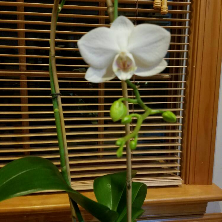 Plant image Phalaenopsis 'Multiflora'