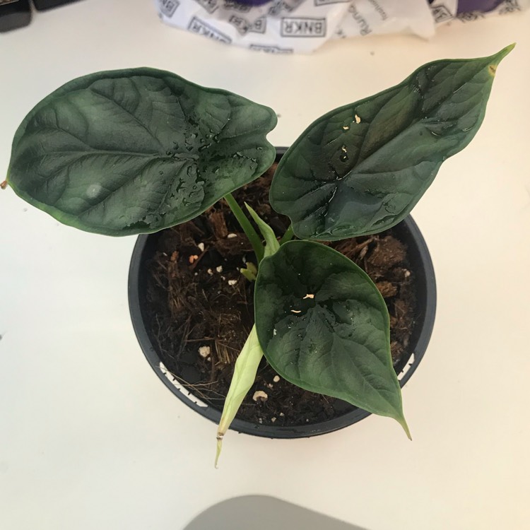 Plant image Alocasia 'Silver Dragon'