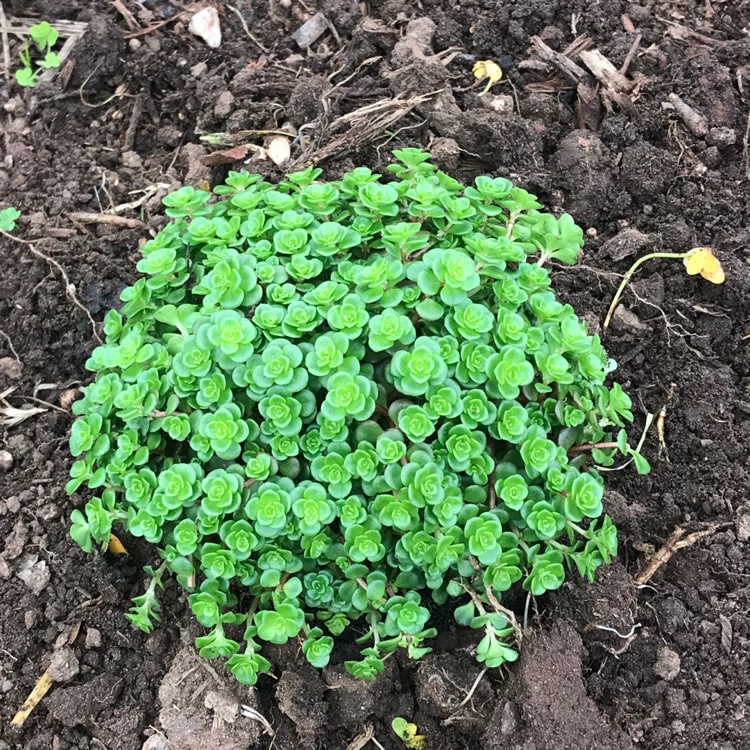 Plant image Sedum makinoi 'Green Blob'