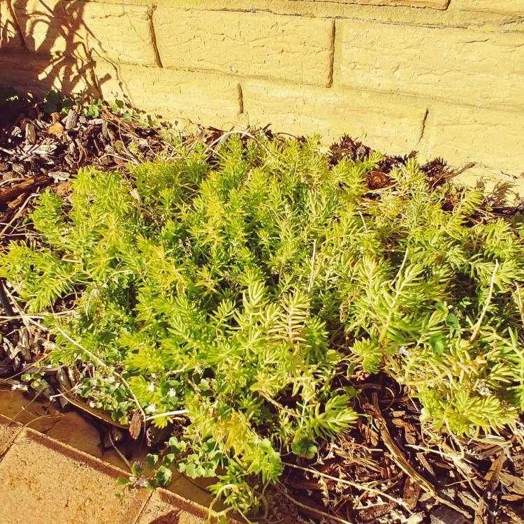 Plant image Sedum mexicanum