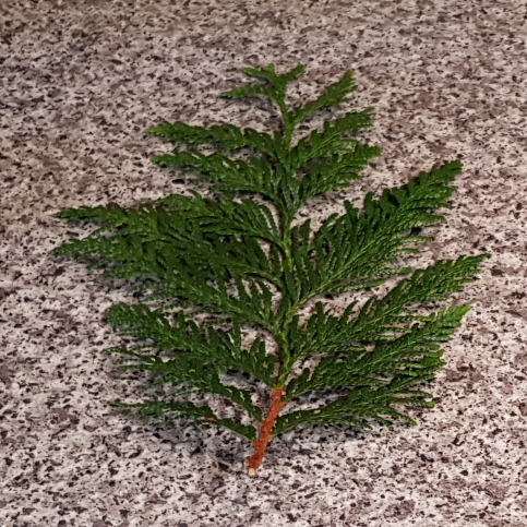 plant image 1023110