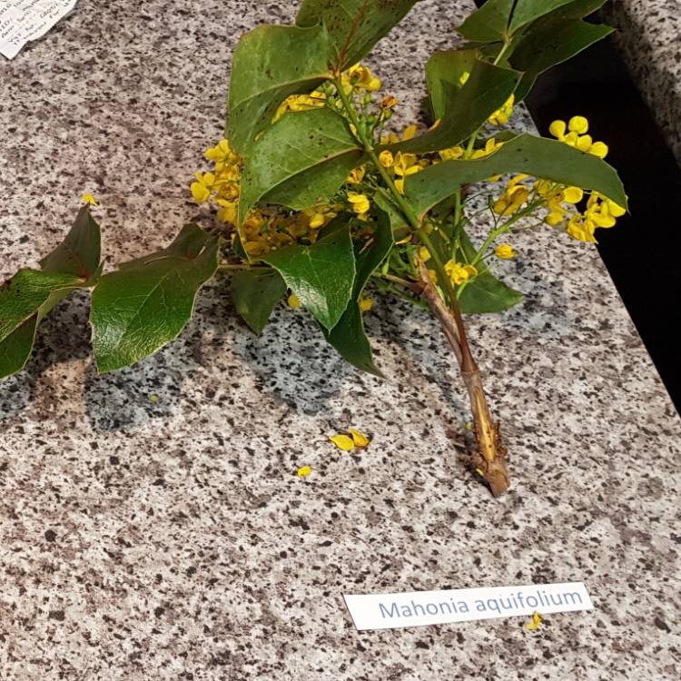 Plant image Mahonia aquifolium