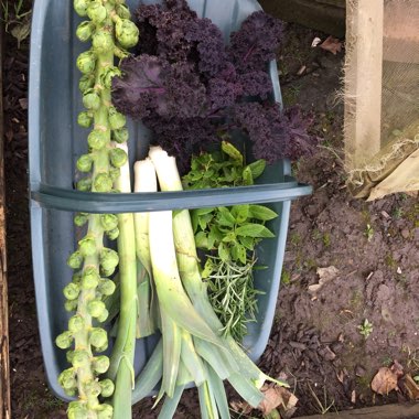 Naomi's garden