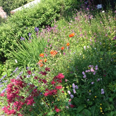 Naomi's garden
