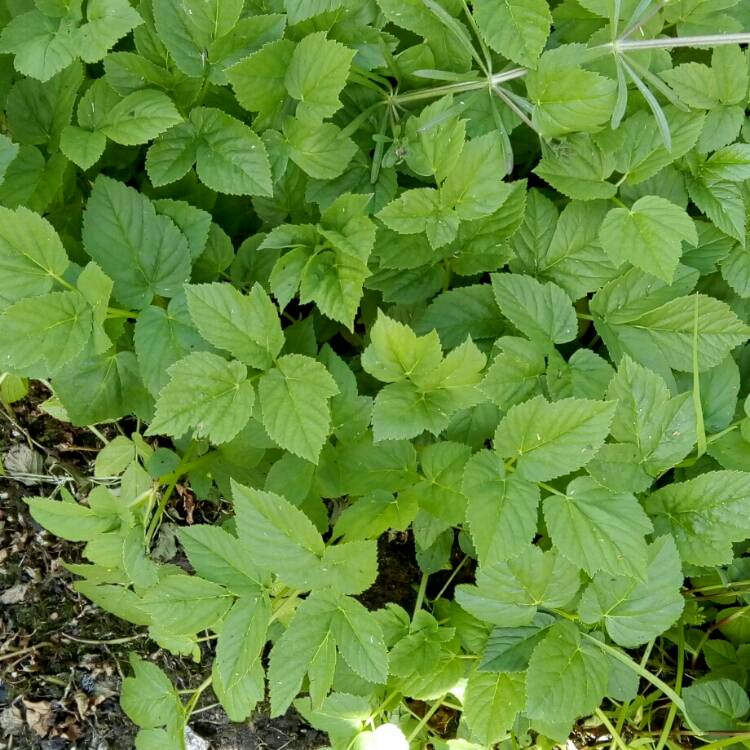 Plant image Aegopodium podagraria
