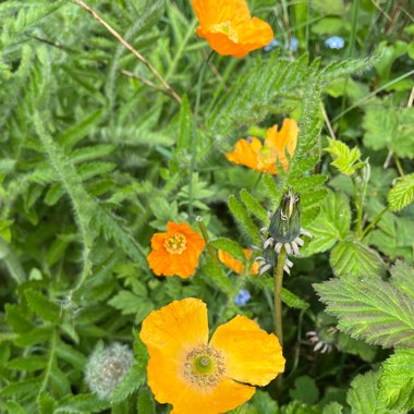 Enid's garden