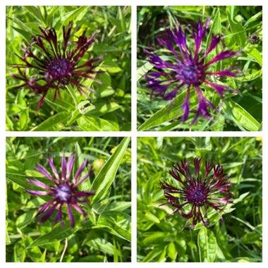 Enid's garden