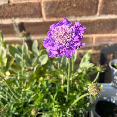 Enid's garden