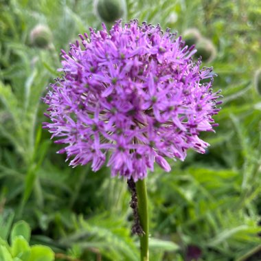 Enid's garden