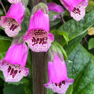 Enid's garden
