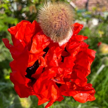 Enid's garden