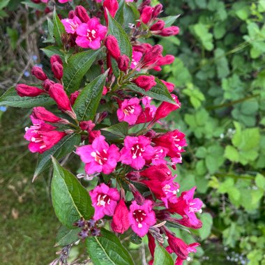Enid's garden