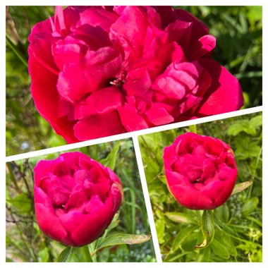 Enid's garden