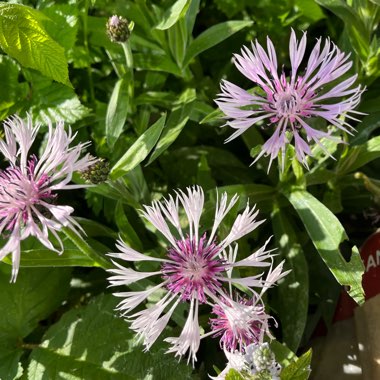 Enid's garden