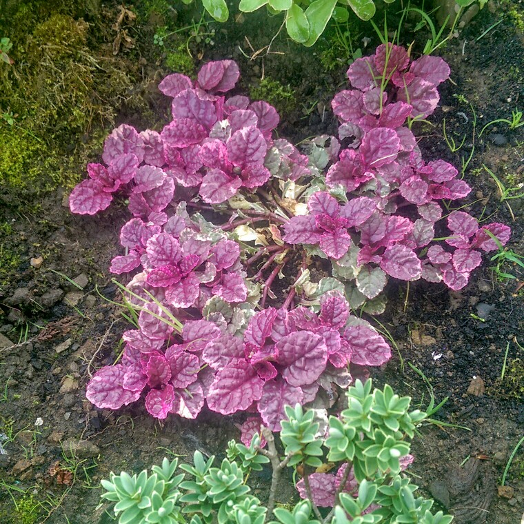 Plant image Ajuga reptans 'Burgundy Glow'