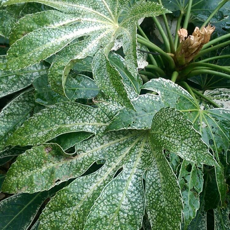 Plant image Fatsia japonica 'Spider's Web'