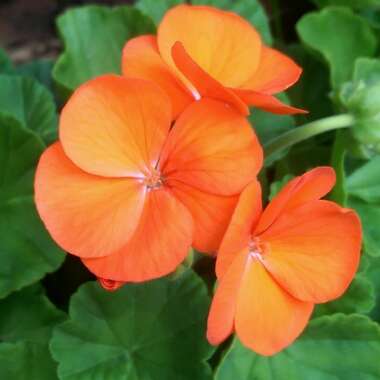 Geranium