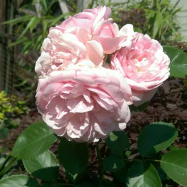 Nigel's garden