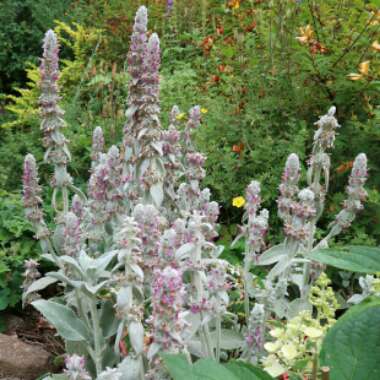 Nigel's garden