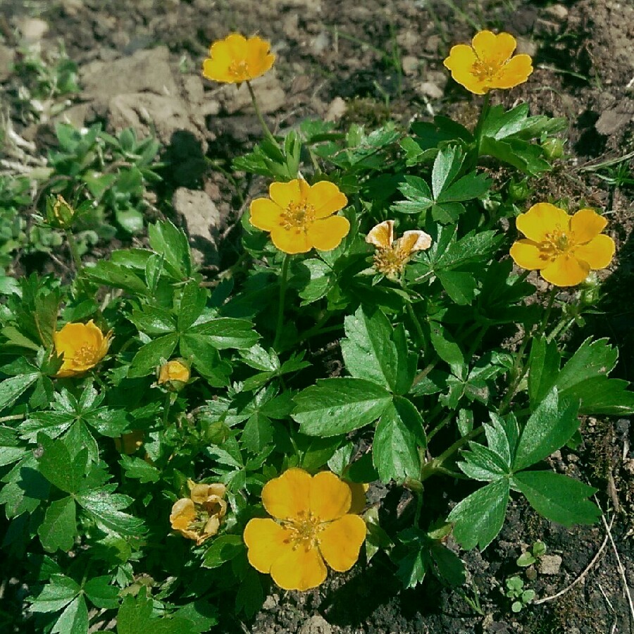 plant image 87421