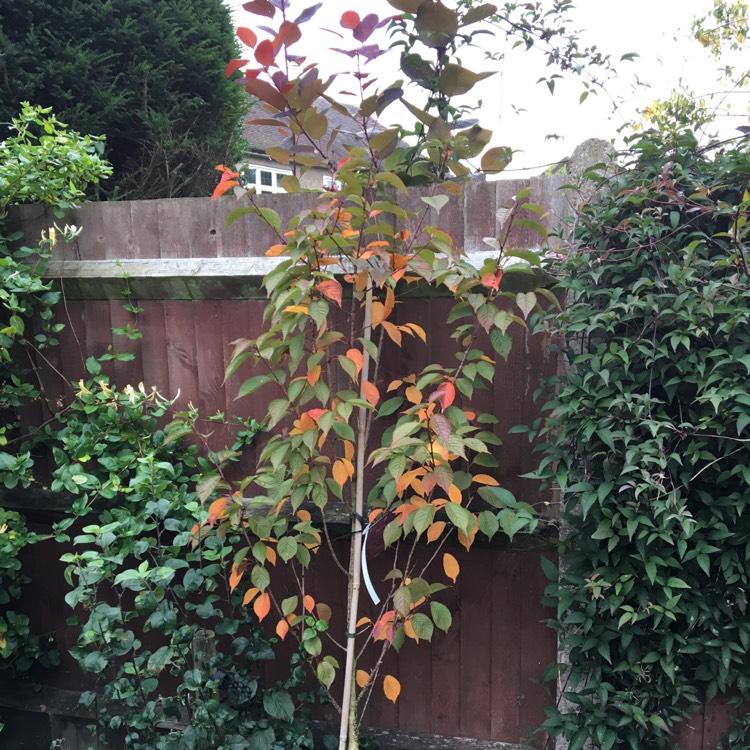 plant image 554928