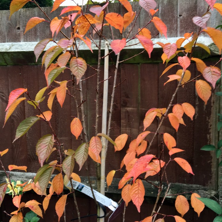 plant image 570280