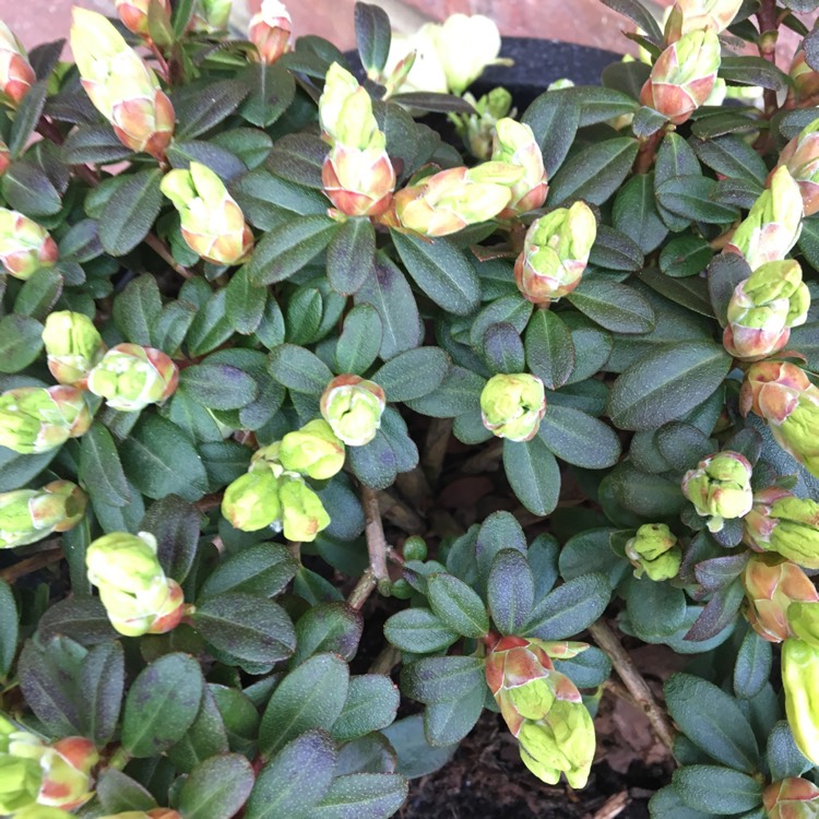 plant image 670164