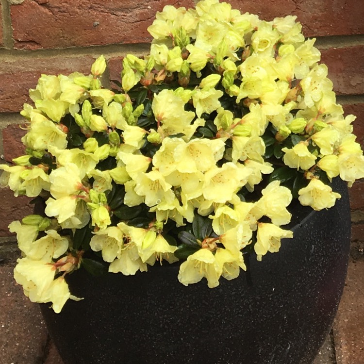 Plant image Rhododendron 'Wren'