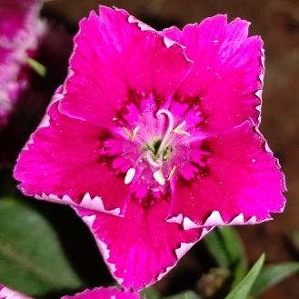 Sweet William
