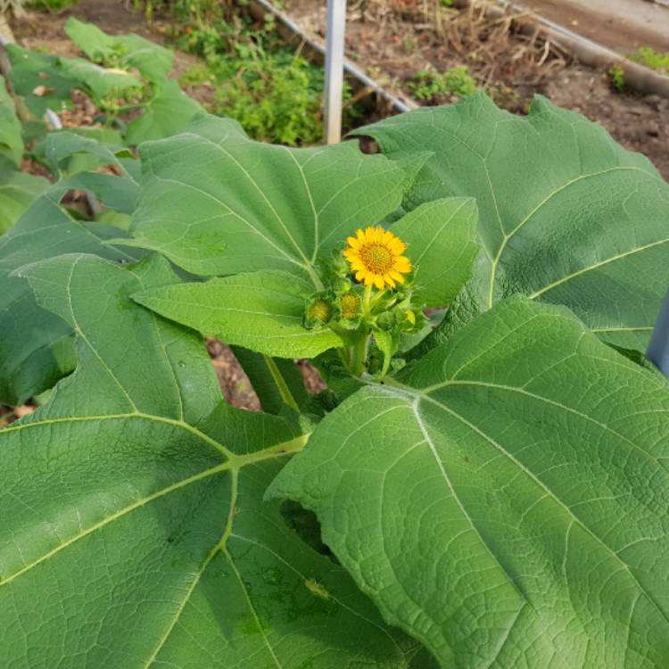 Plant image Smallanthus sonchifolius