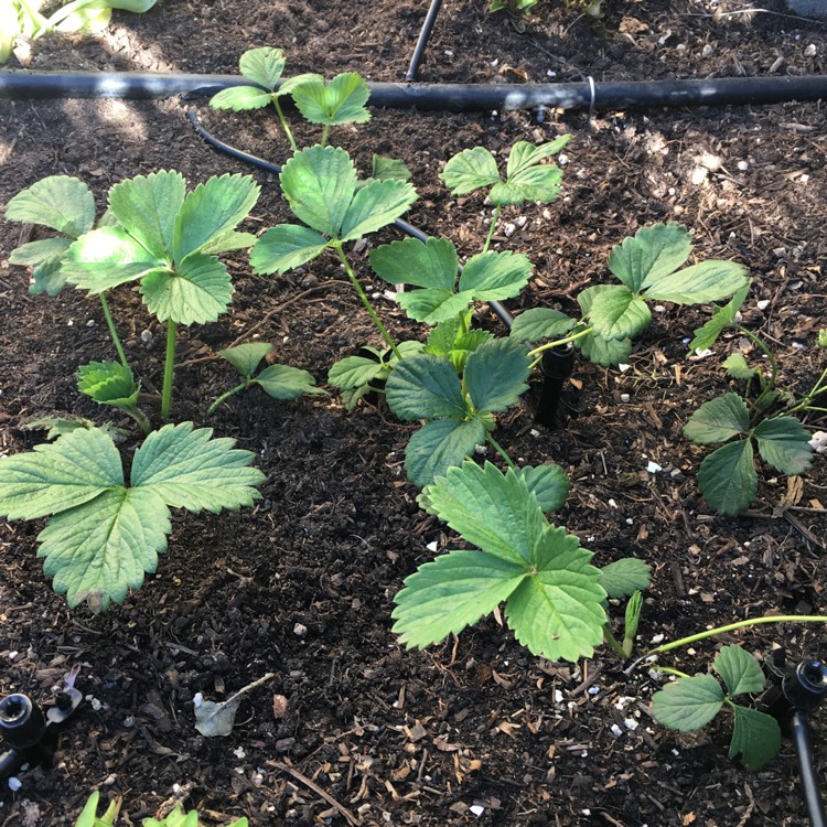 Plant image Fragaria x ananassa 'Eversweet'