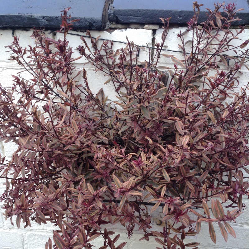 Plant image Hebe odora 'New Zealand Gold'