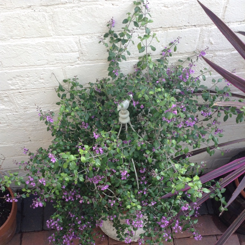 Andy's garden