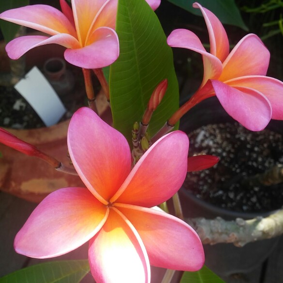 Plumeria