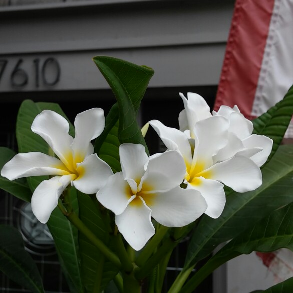 plant image 129685 plant image 129685