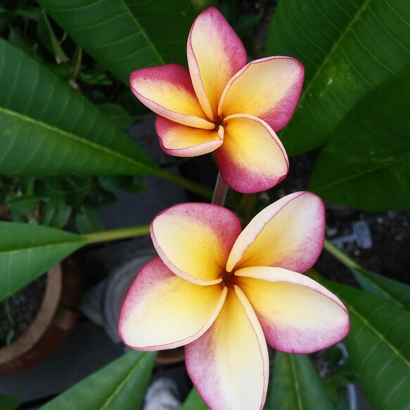 Plant image Plumeria