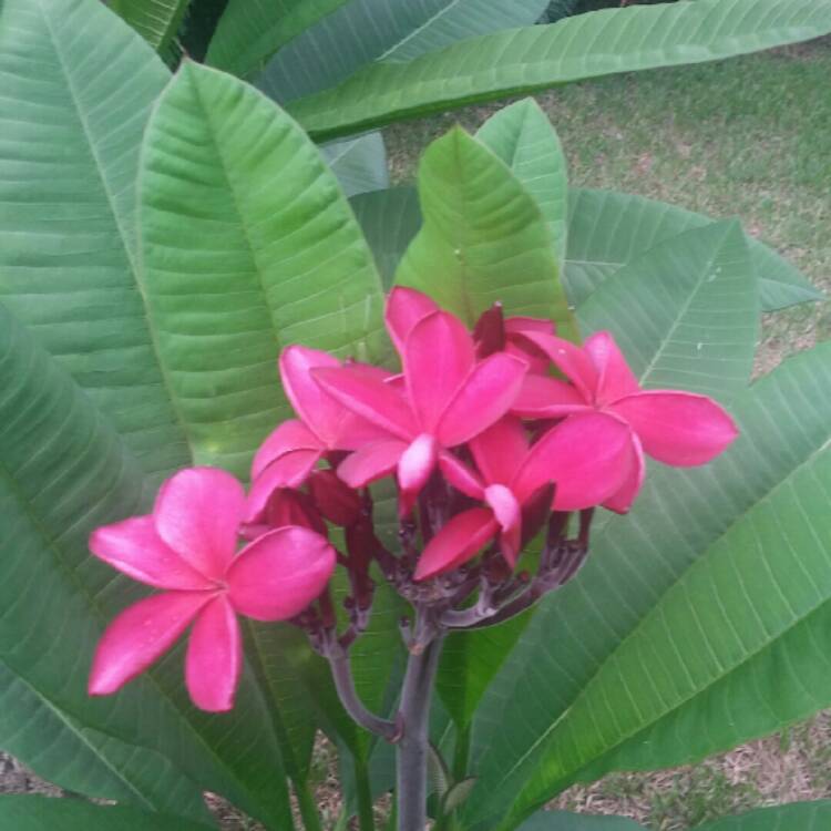plant image 189809 plant image 189809