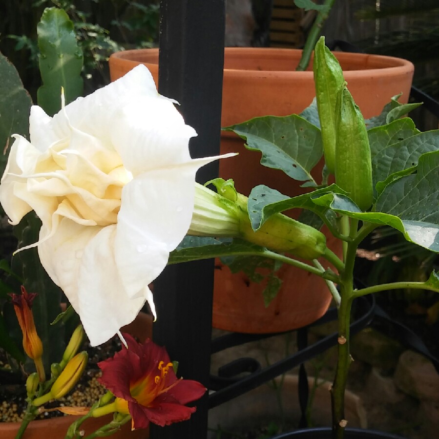Datura inoxia