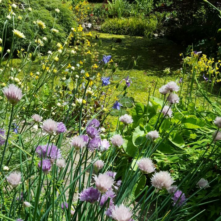 Michelle's garden