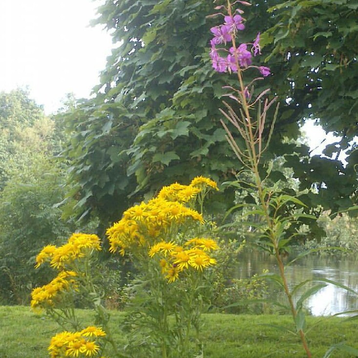 Michelle's garden