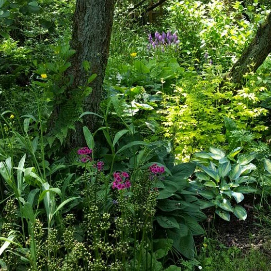 Michelle's garden
