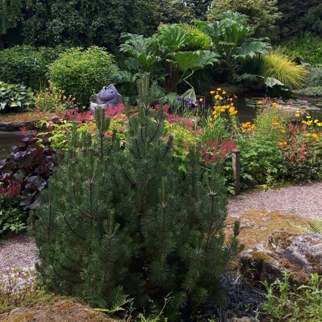 Michelle's garden
