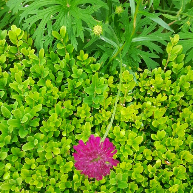 Michelle's garden